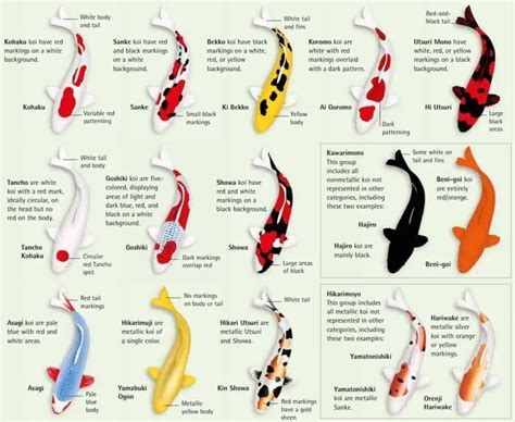 japanese koi fish types.